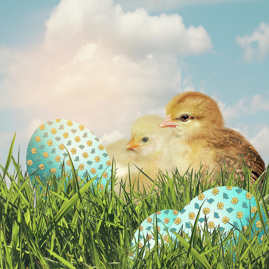 Easter Chicks With Easter Eggs Photograph by Ethiriel Photography
