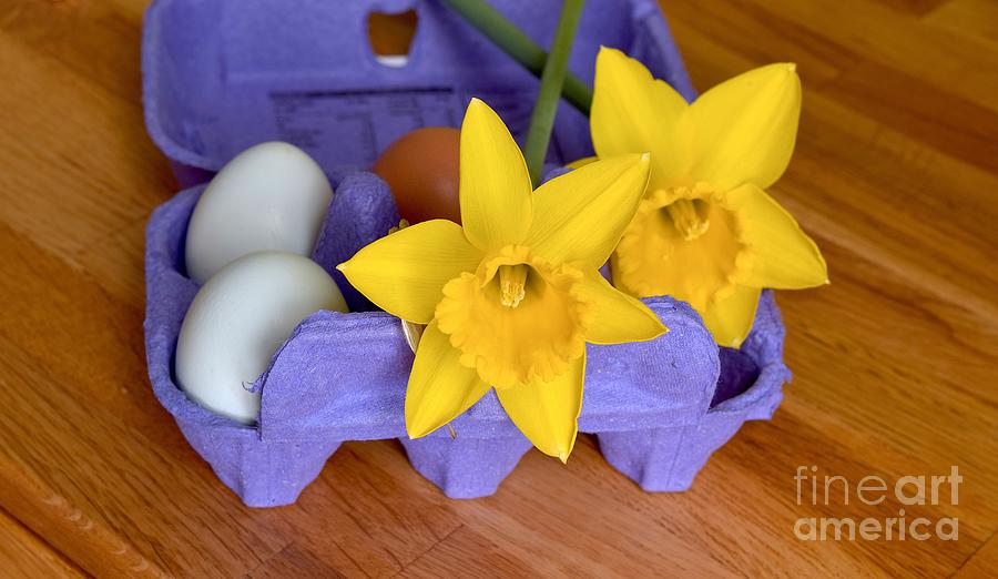 Easter daffodils Photograph by Inessa Williams Pixels