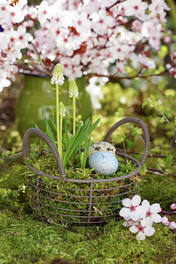 Easter Eggs In Nest Made From Basket Planted With White Grape Hyacinths Photograph by Angelica Linnhoff