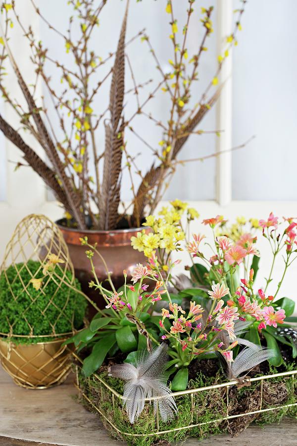 Easter Flower Arrangement Of Siskiyou Lewisia lewisia Cotyledon And Moss In Metal Baskets Photograph by Cecilia Mller