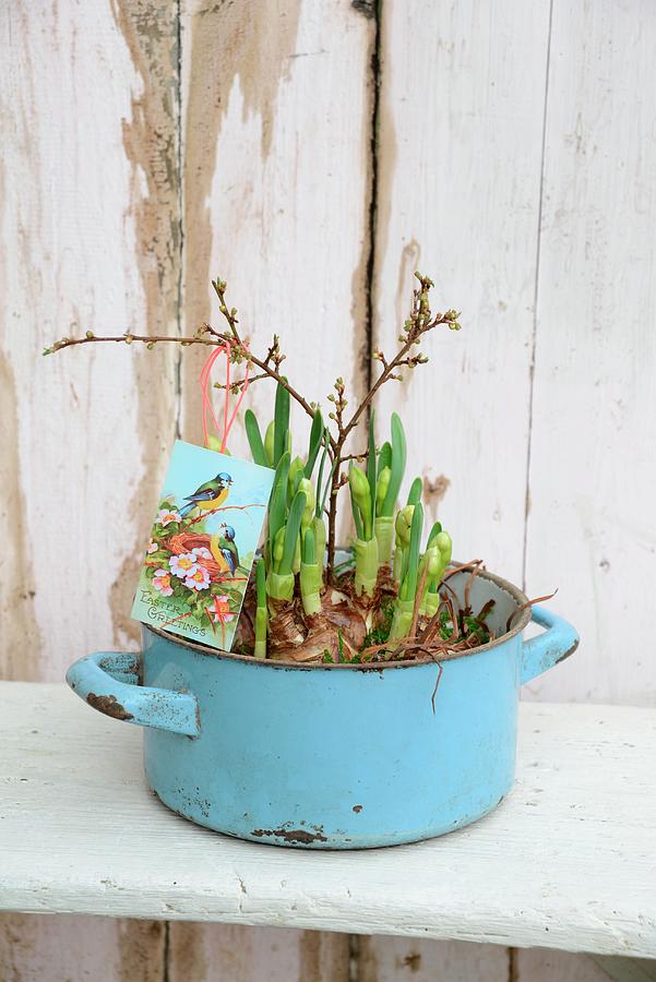 Easter Greetings Card Amongst Sprouting Hyacinth Bulbs Planted In Old Pale Blue Saucepan Photograph by Revier 51