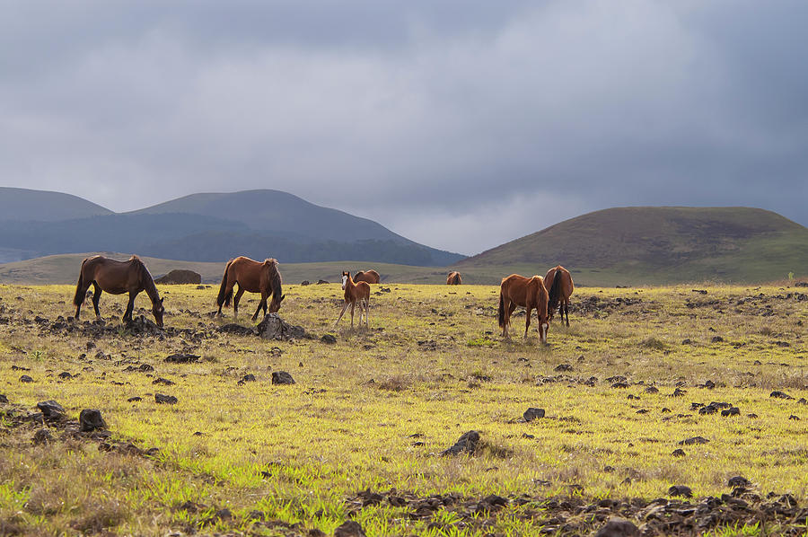 Easter Island Horses Mountains Photograph by M Timothy Okeefe
