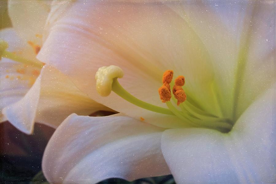 Easter Lily Photograph by Bonnie Willis