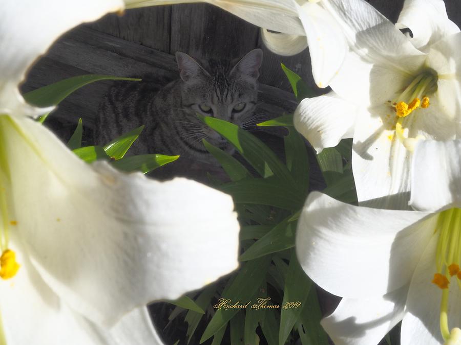 Easter Lily Cat Photograph by Richard Thomas