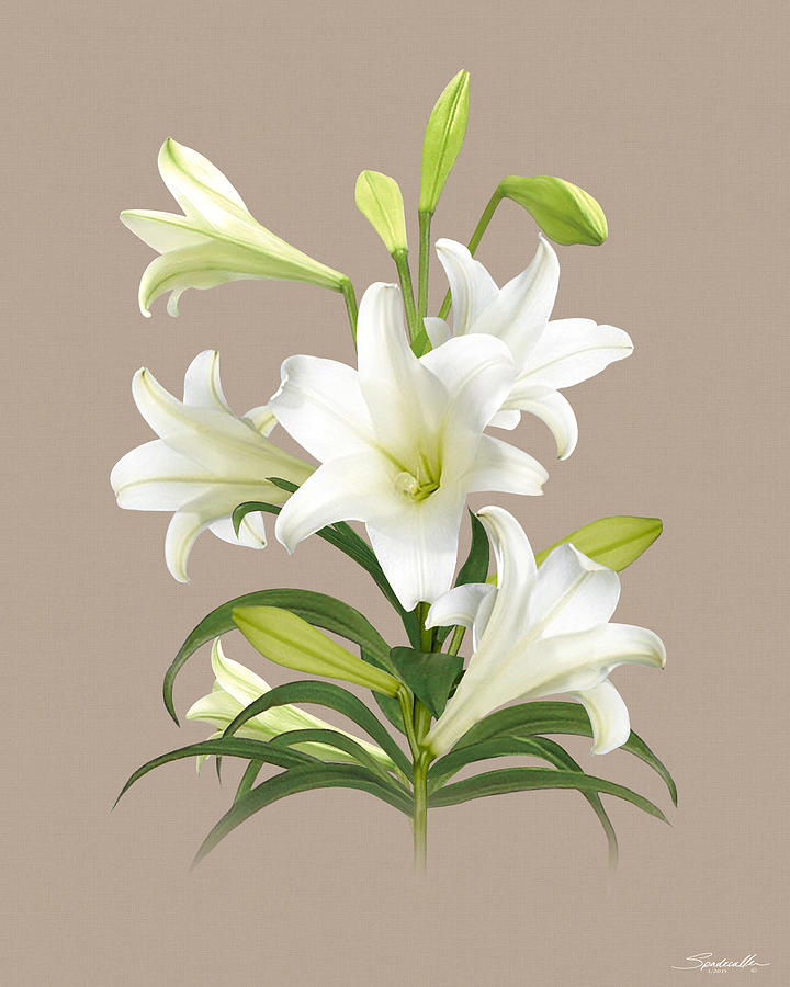 Easter Lily Digital Art by M Spadecaller