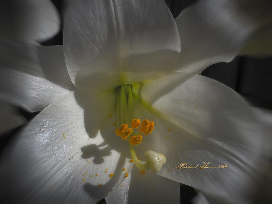 Easter Lily White Photograph by Richard Thomas