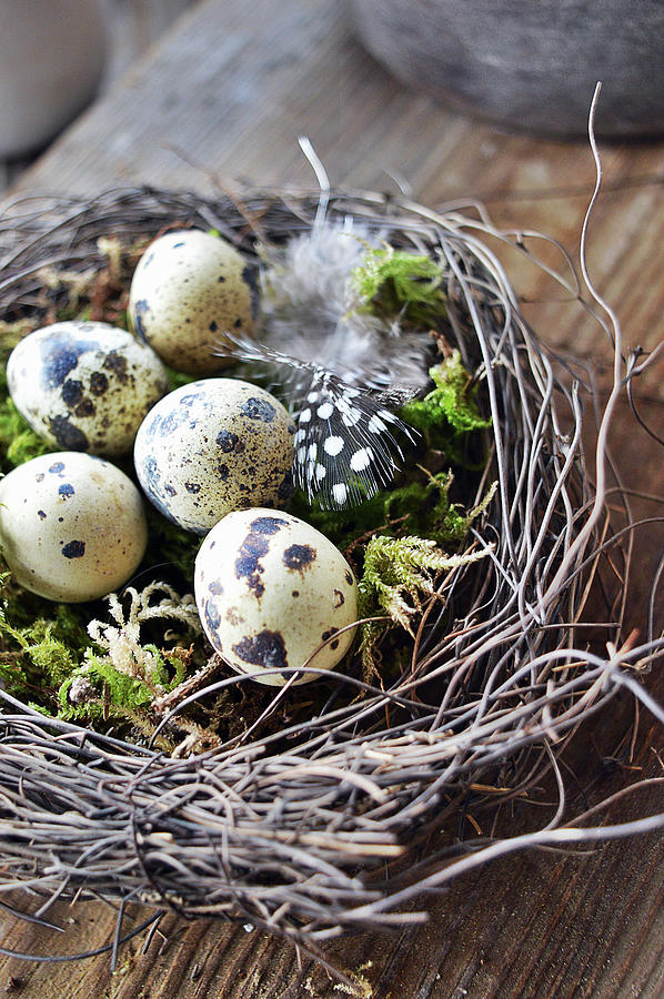 Easter Nest With Quail Eggs And Feather Photograph by Christin By Hof 9