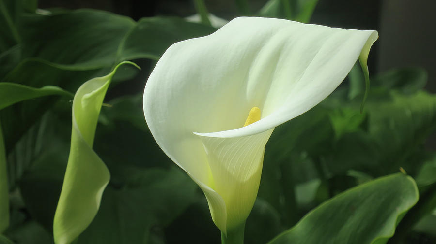 Easter Peace Lily Photograph by Amanda Patrick - Fine Art America