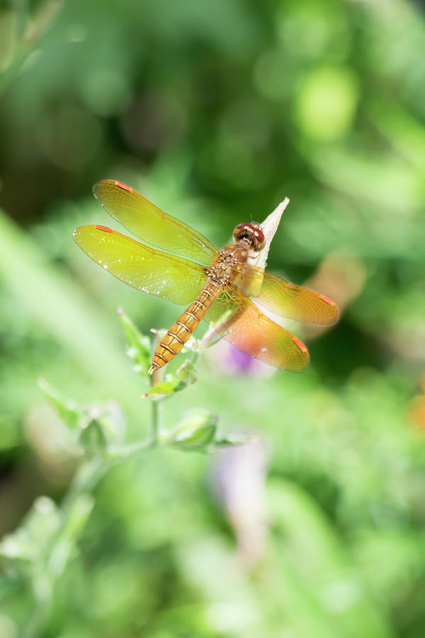 Eastern Amberwing by Dawn Cavalieri Eastern Amberwing by Dawn Cavalieri