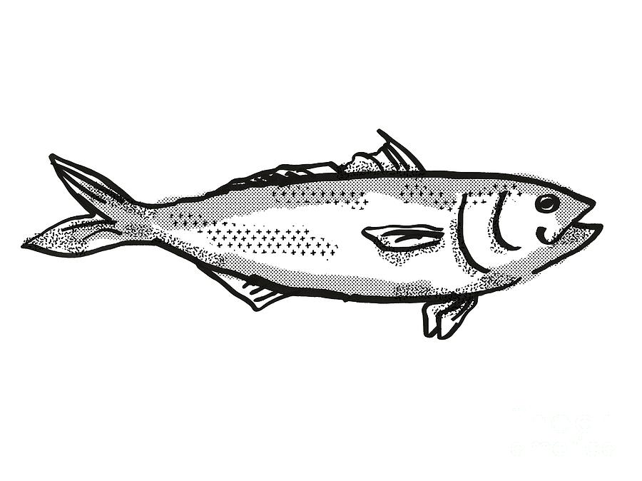 eksplicit Besætte Adskillelse Eastern Australian Salmon Fish Cartoon Retro Drawing Digital Art by  Aloysius Patrimonio