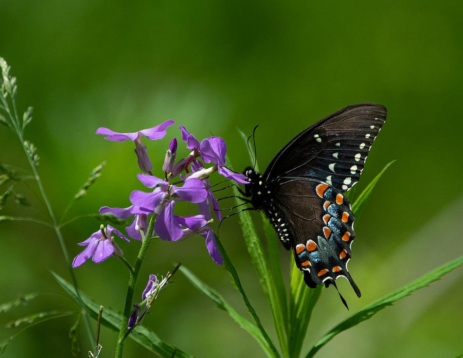 Eastern Black Swallowtail Photograph by Linda Bonaccorsi