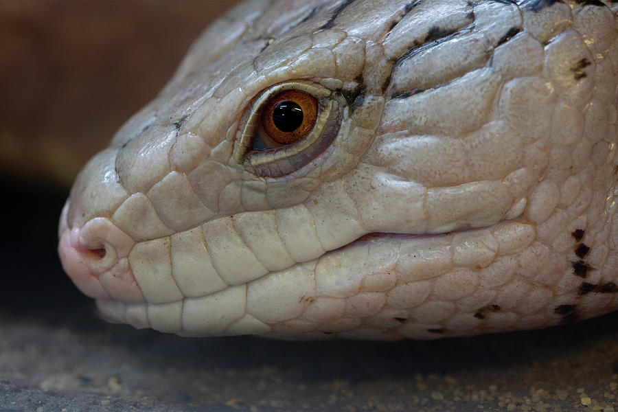 Eastern Blue Tongued Skink Photograph by Steev Stamford
