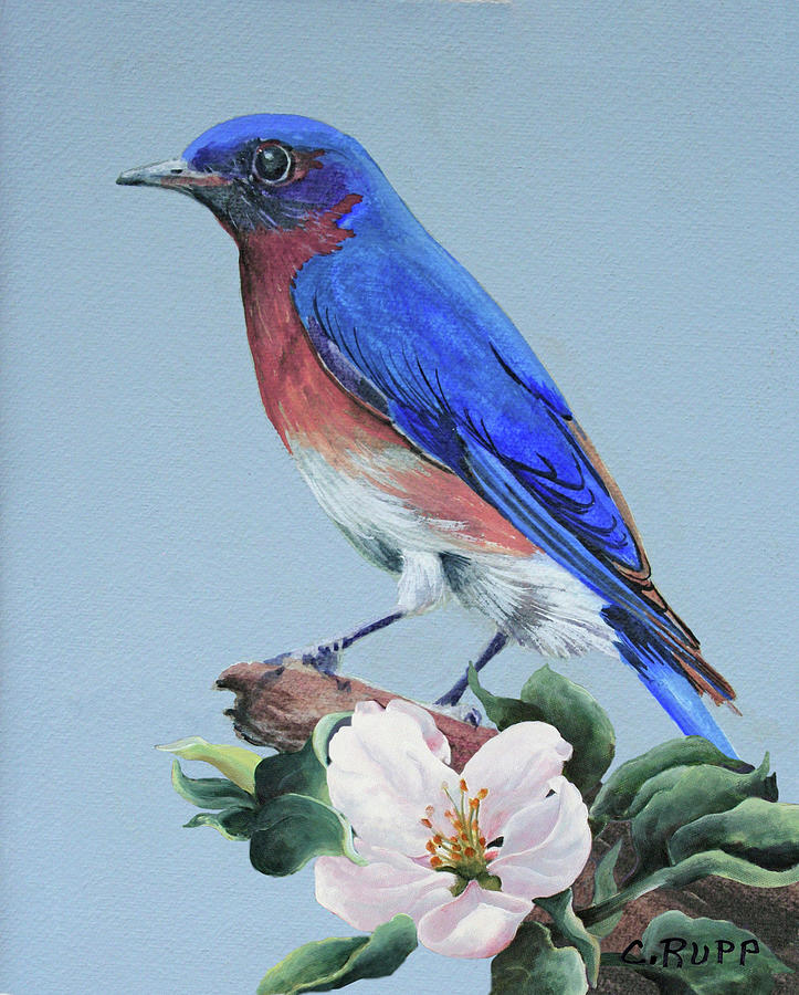 Bird Painting - Eastern Bluebird by Carol J Rupp