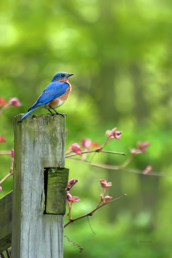 Bluebird Photograph - Eastern Bluebird by Christina Rollo