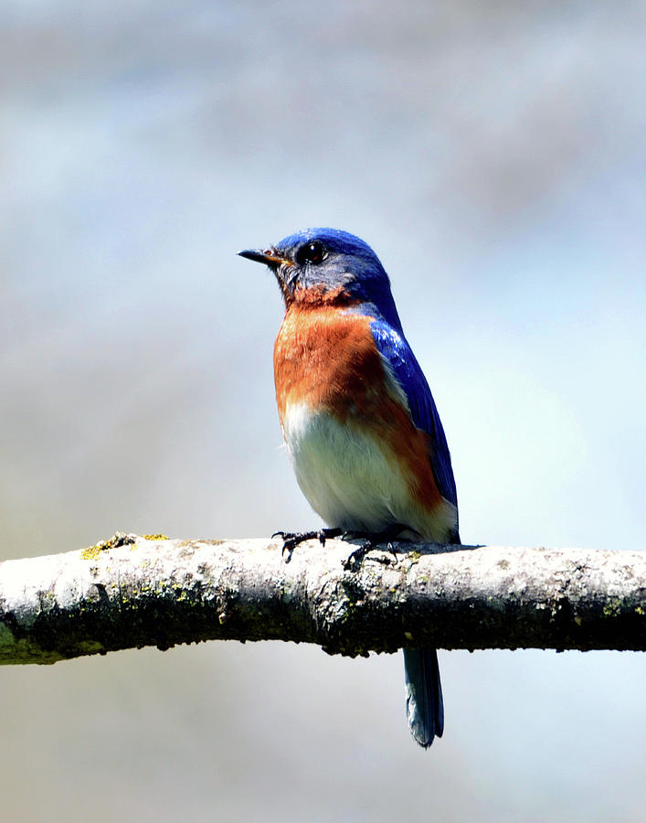 Bird Photograph - Eastern Bluebird by Daniel T DuLany Bird Photograph - Eastern Bluebird by Daniel T DuLany