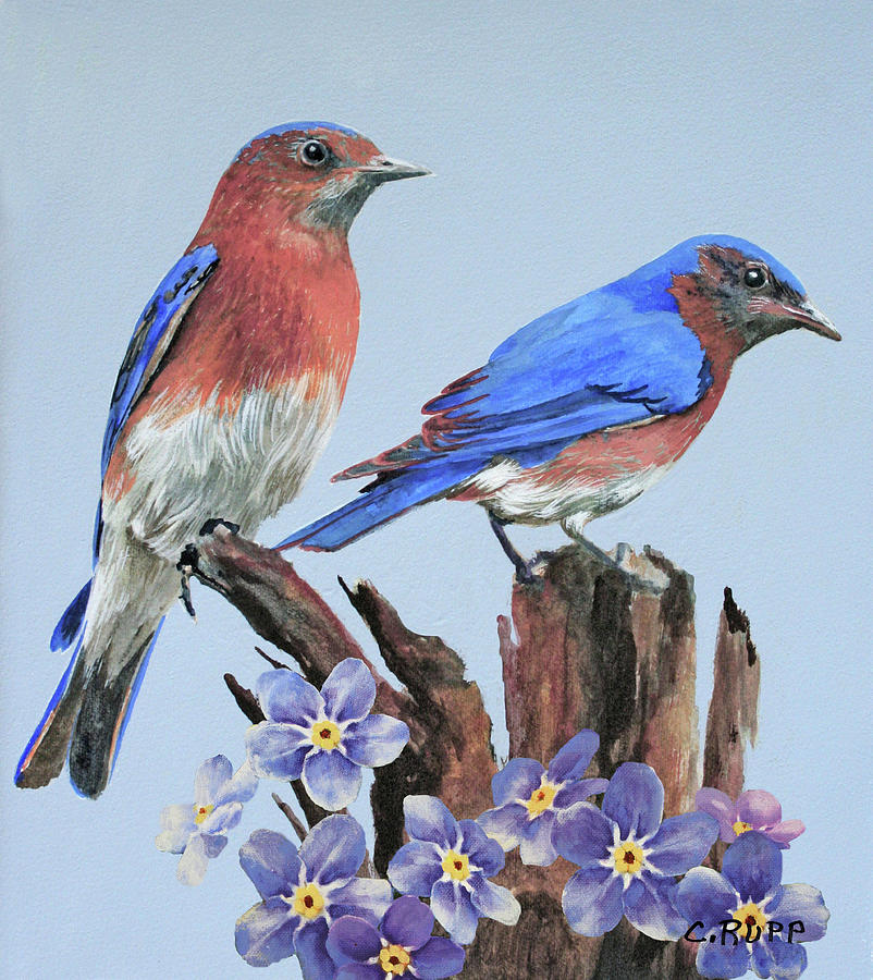 Bird Painting - Eastern Bluebird Duo by Carol J Rupp