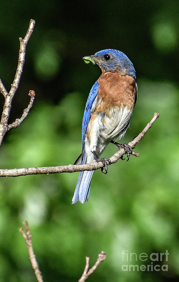 Eastern Bluebird Eager To Help Photograph