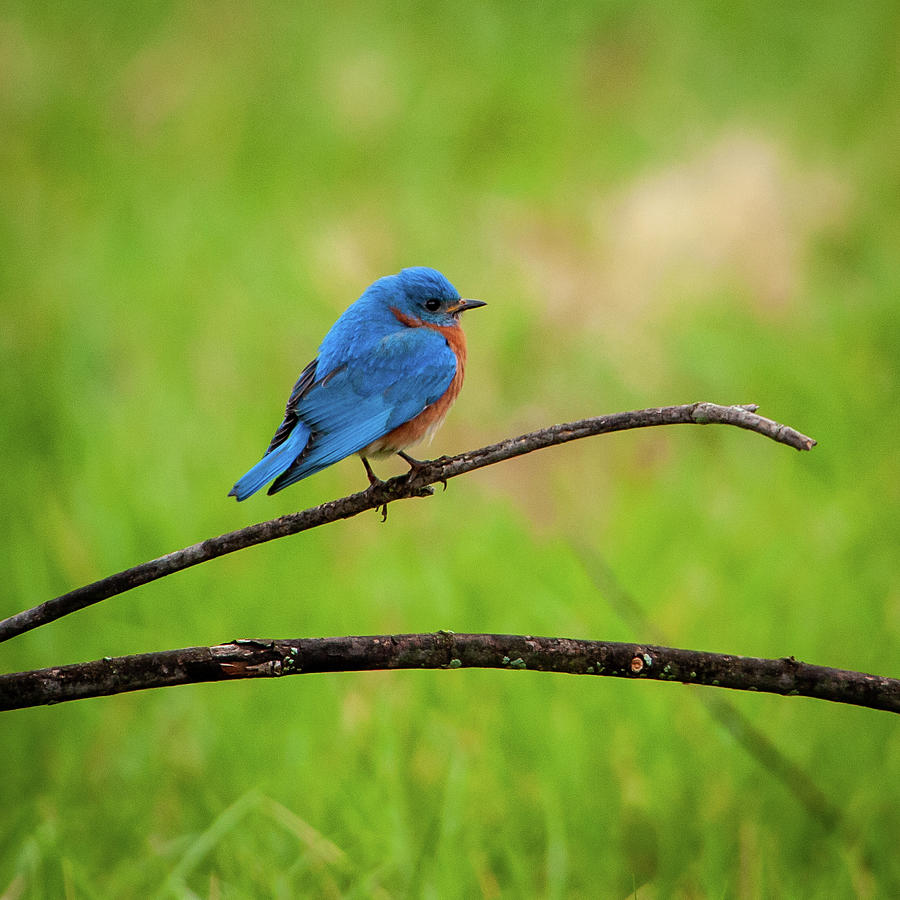 Eastern Bluebird II Photograph by Jeff Phillippi