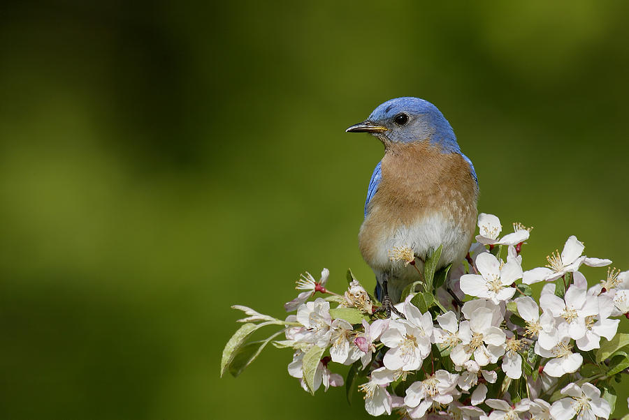 Eastern Bluebird Photograph by James Zipp