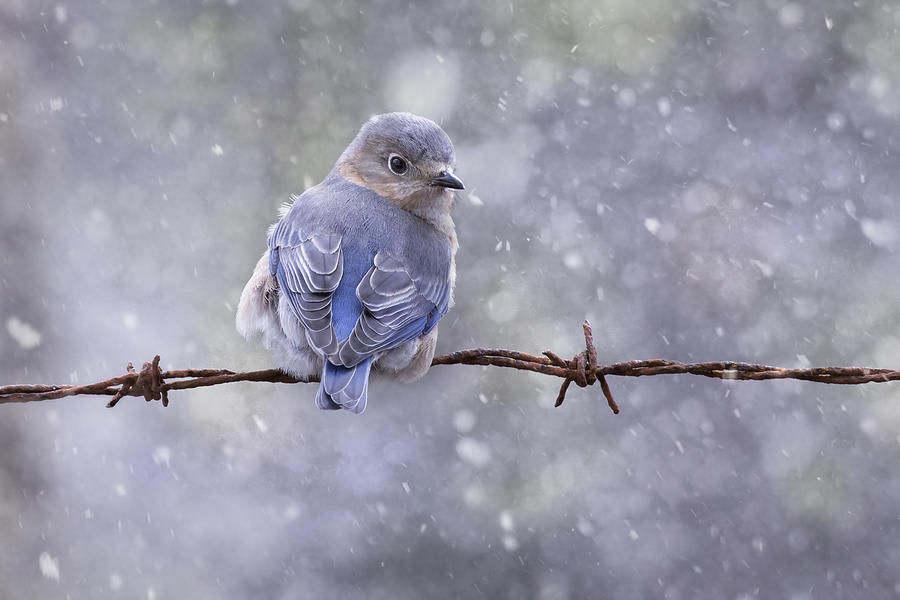 Bluebird Photograph - Eastern Bluebird by Linda D Lester