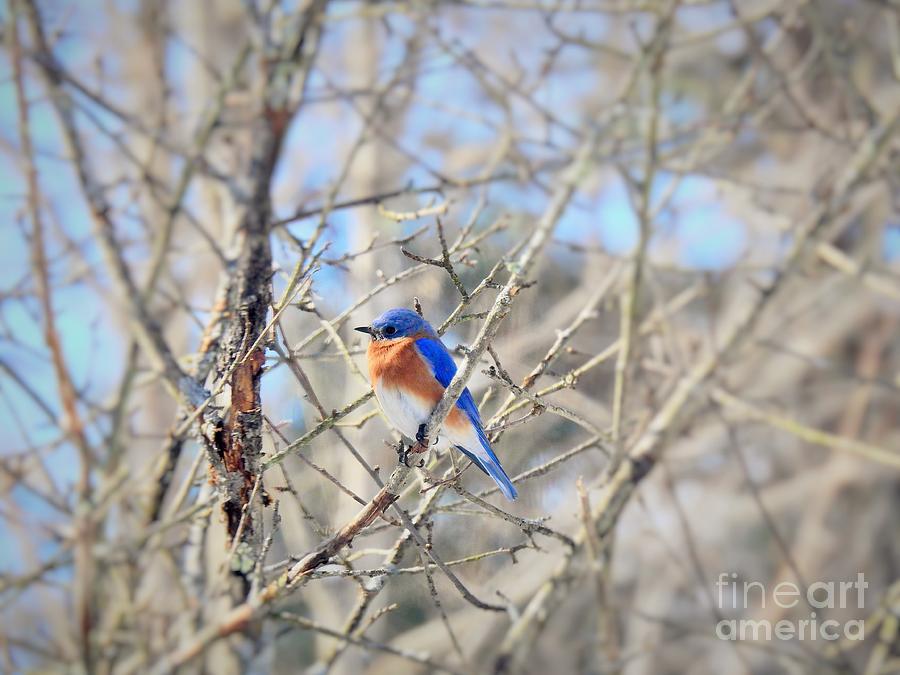 Eastern Bluebird Male Photograph by Eunice Miller Eastern Bluebird Male Photograph by Eunice Miller