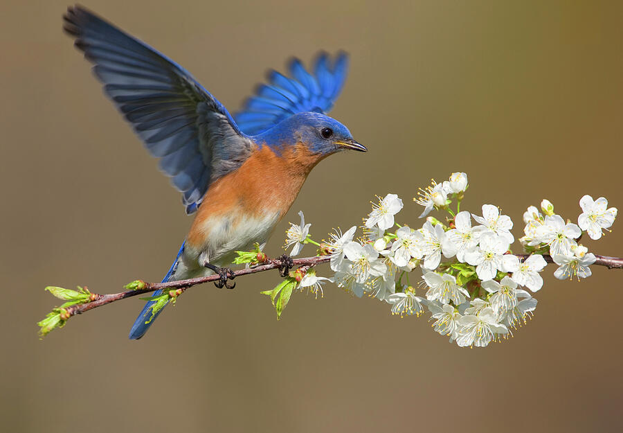 Eastern Bluebird Male Fluttering Wings While Perched On Photograph by ...