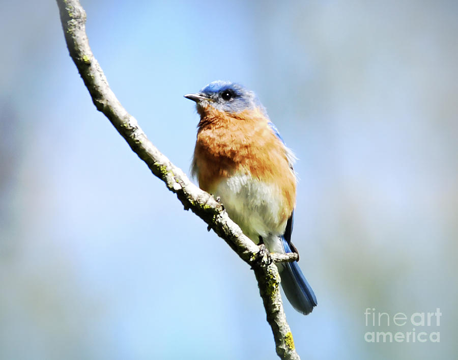 Eastern Bluebird Male  Photograph by Kerri Farley