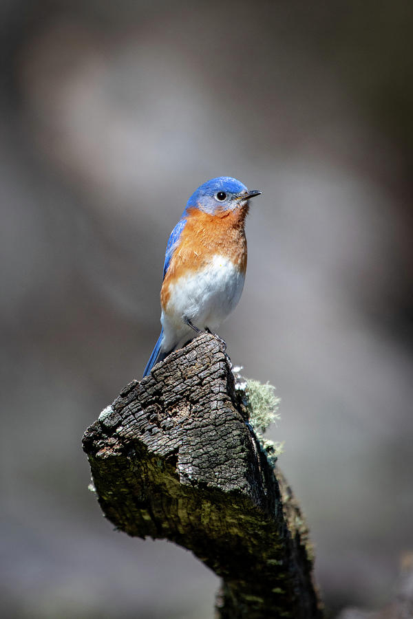 Eastern Bluebird Male Photograph by Robert J Wagner