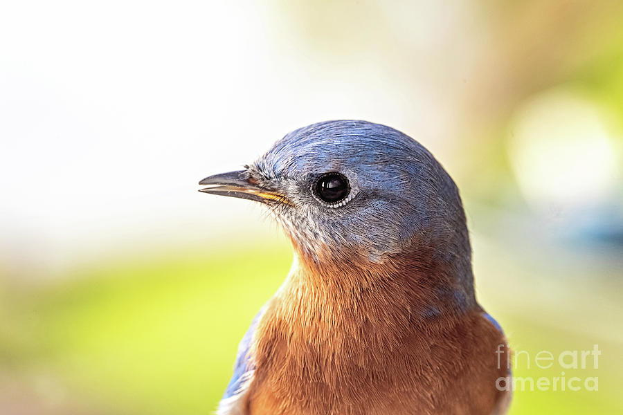 Eastern Bluebird - male Photograph by Scott Pellegrin