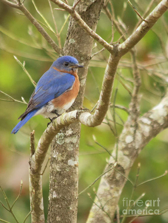 Eastern Bluebird Photograph by Michelle Tinger