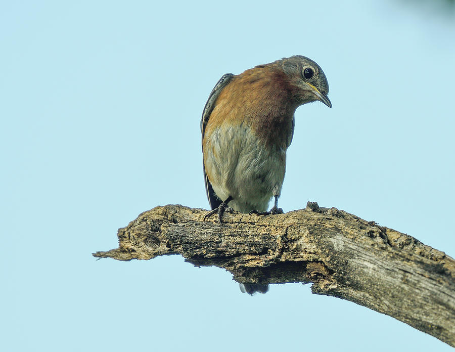 Eastern Bluebird - North American wild songbird by Philip Duff Eastern Bluebird - North American wild songbird by Philip Duff