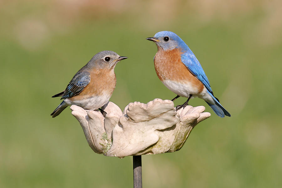 Eastern Bluebird Pair Photograph by James Zipp