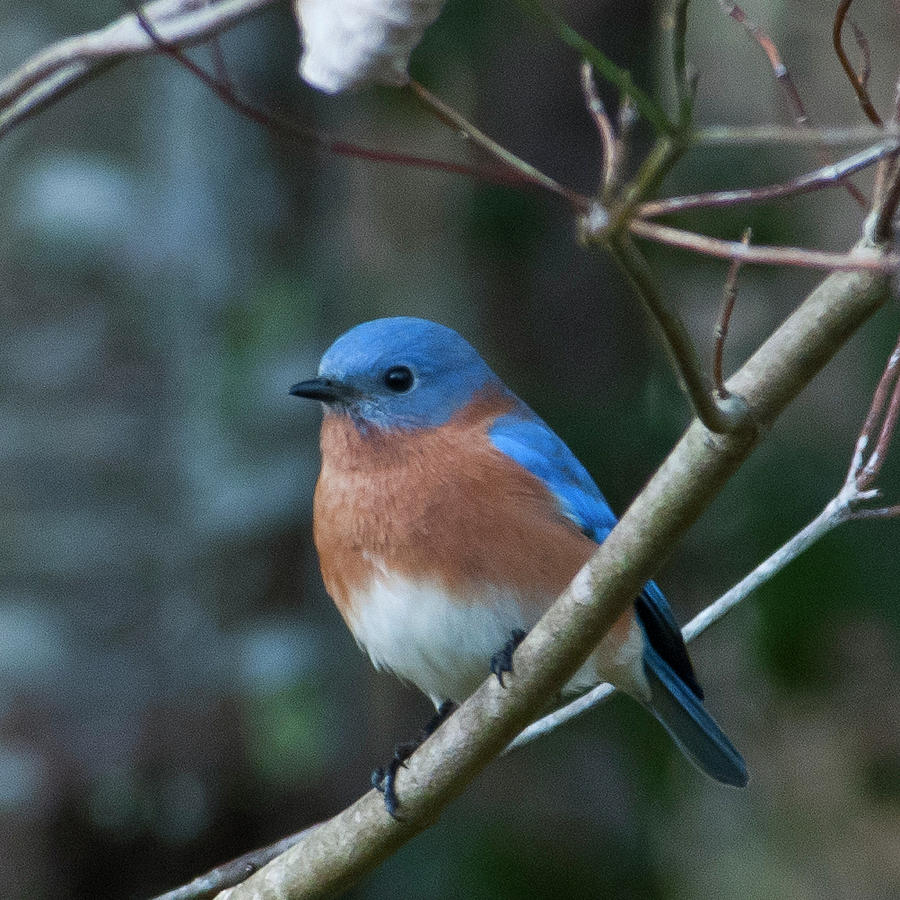 Eastern Bluebird Portrait Photograph by Cascade Colors