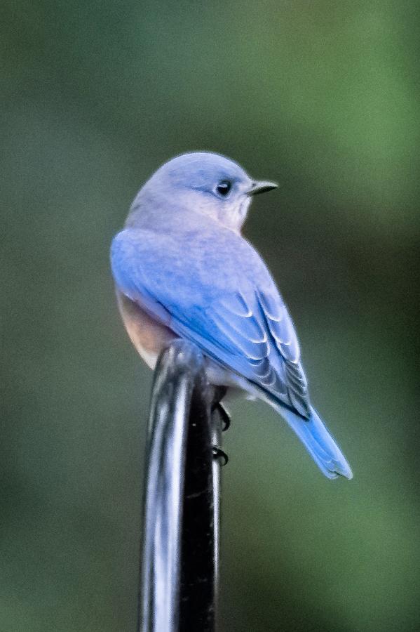 Eastern Bluebird Portrait - Vertical Photograph by Mary Ann Artz