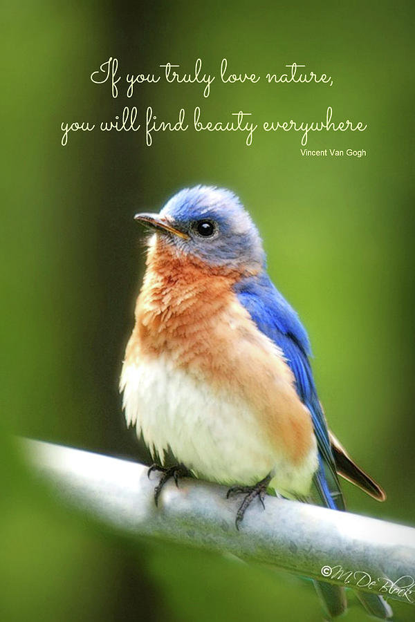 Eastern Bluebird with quote Photograph by Marilyn DeBlock - Fine Art ...