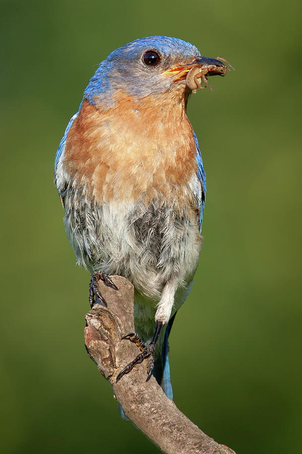 Eastern Bluebird with Spider Photograph by Jerry Fornarotto