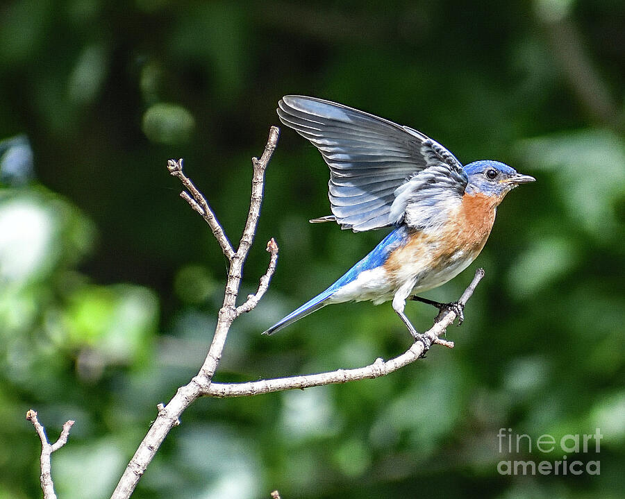 Eastern Bluebirds Lovely Wings Photograph by Cindy Treger