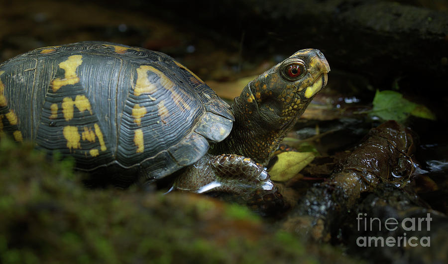 Eastern Box Turtle 6 Photograph by Mike Eingle