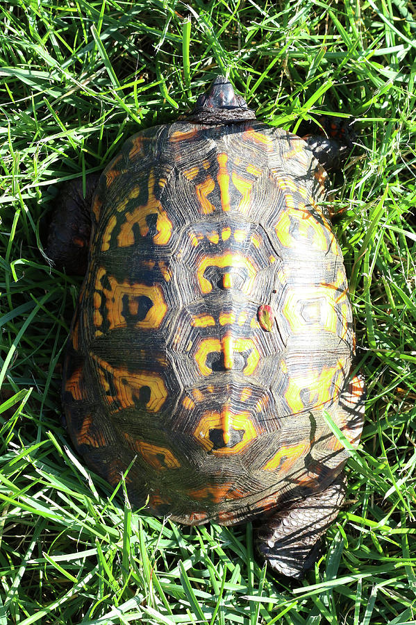 Eastern Box Turtle Calverton New York Photograph by Bob Savage - Fine ...