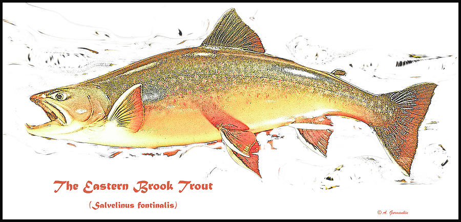 Eastern Brook Trout  Digital Art by A Macarthur Gurmankin