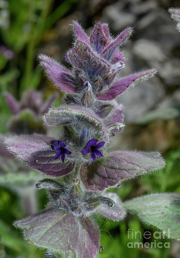 Eastern Bugle (ajuga Orientalis) In Flower Photograph by Bob Gibbons/science Photo Library