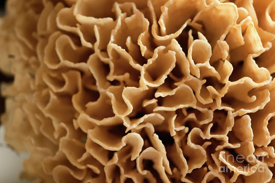 Mushroom Photograph - Eastern Cauliflower Mushroom (sparassis Spathulata) by Maria Mosolova/science Photo Library