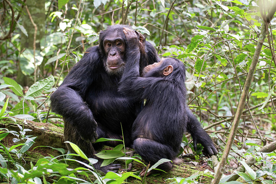 Eastern Chimpanzees Grooming Photograph by Dr P. Marazzi/science Photo ...