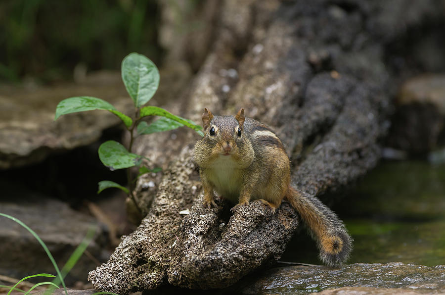 Eastern Chipmunk - 0046 Photograph by Jerry Owens