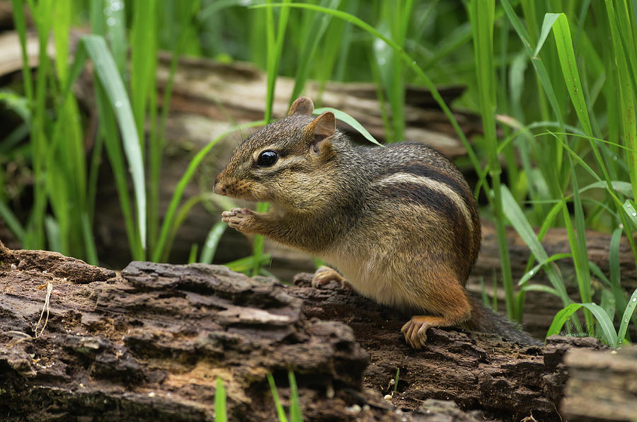Eastern Chipmunk - 9004 Photograph by Jerry Owens