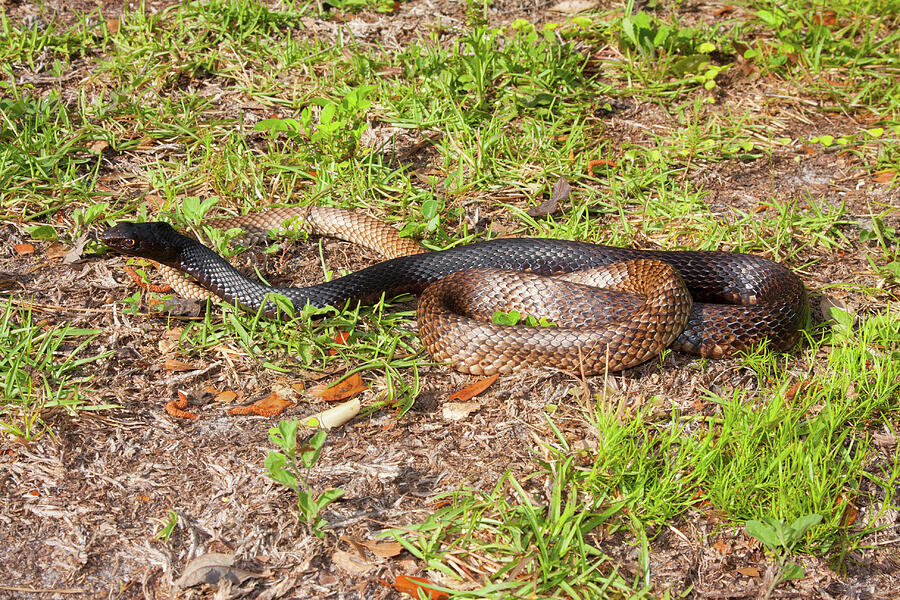 Eastern Coachwhip Snake North Florida, Usa Photograph by Barry Mansell ...