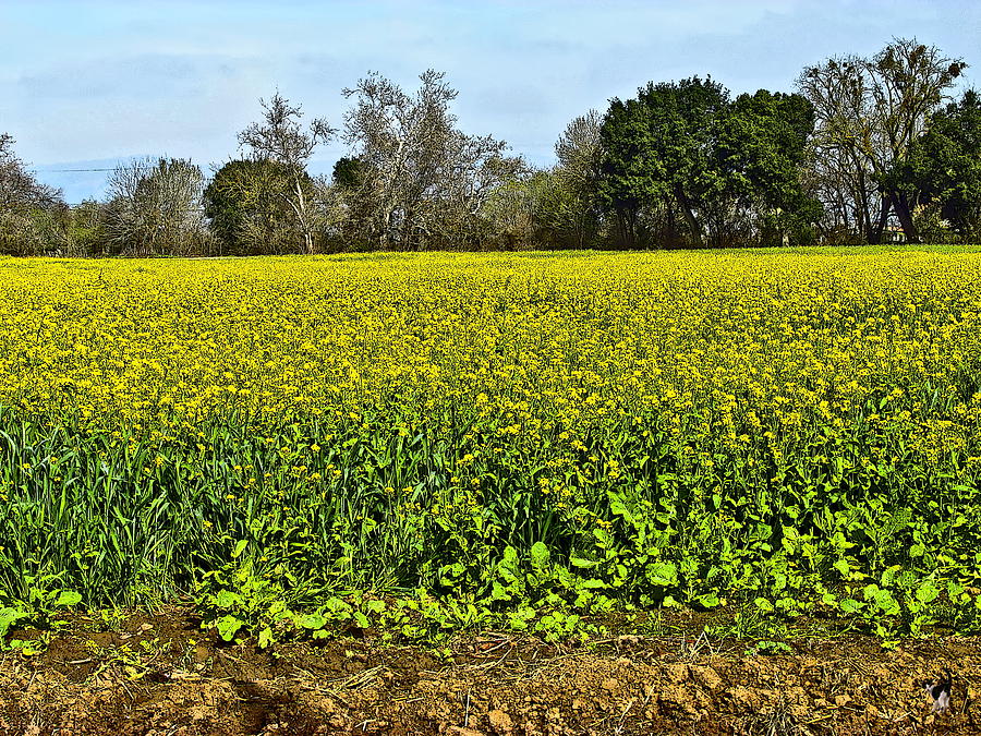 Eastern Colorado Mustard Fields Photograph