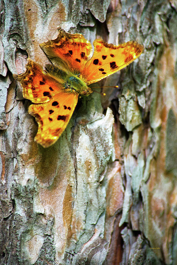 Eastern Comma Butterfly on Pine Photograph by Christina Rollo