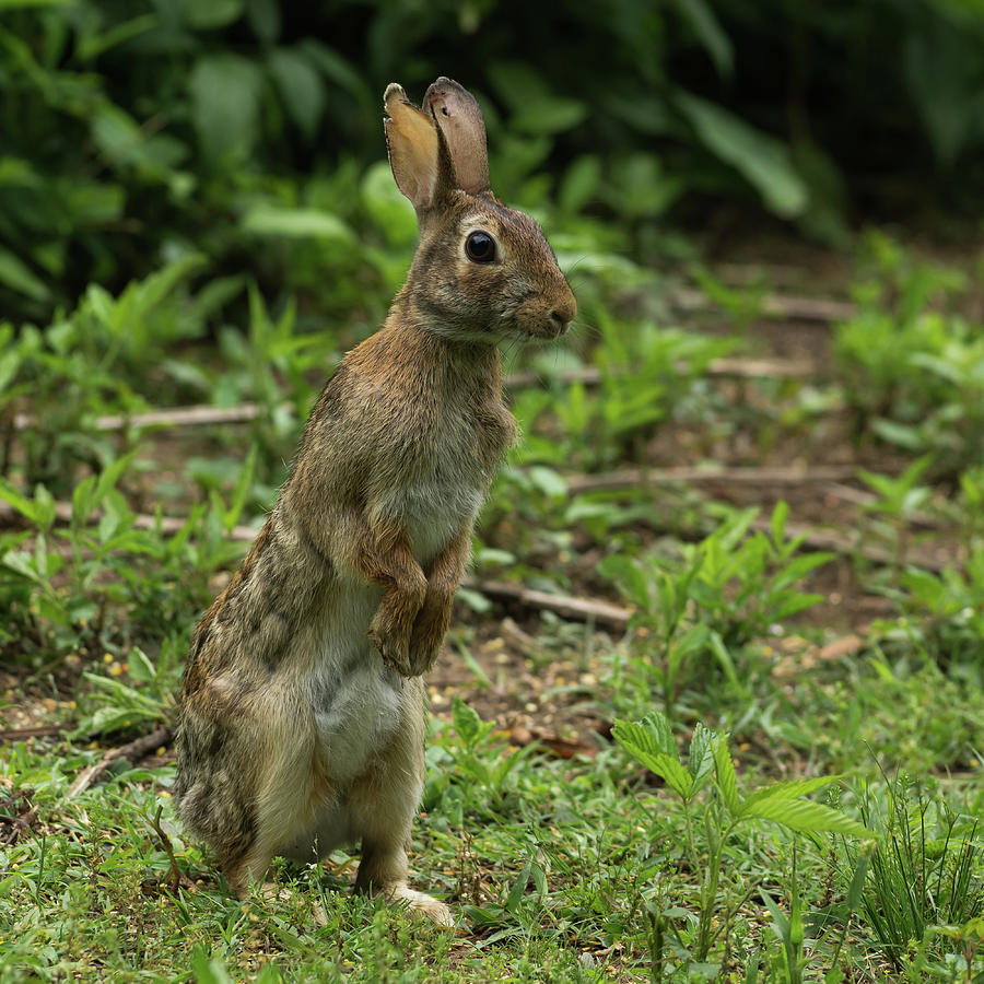 Eastern Cottontail - 1857-S Photograph by Jerry Owens