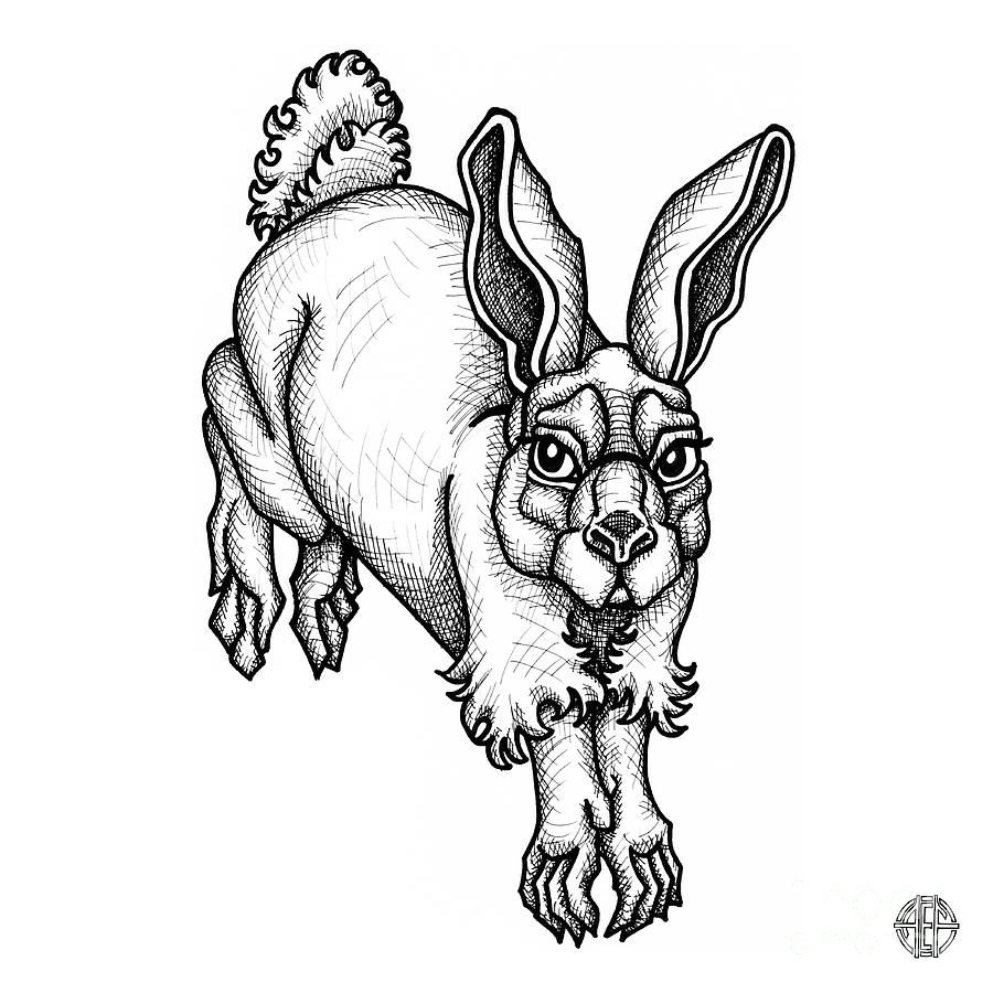 Eastern Cottontail Drawing by Amy E Fraser